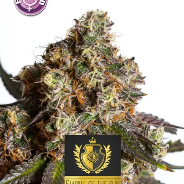 The Empire Of The Sun Feminised Cannabis Seeds | Kera Seeds