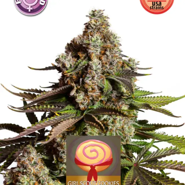 Girl Scout Cookies Feminised Cannabis Seeds | Kera Seeds