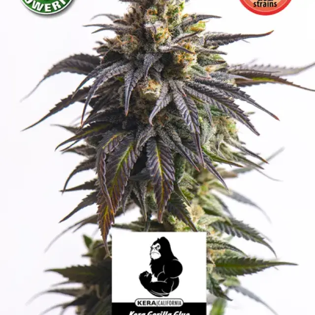 GG #1 Auto Feminised Cannabis Seeds | Kera Seeds.