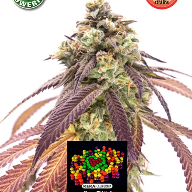 Zkittlez Auto Feminised Cannabis Seeds | Kera Seeds