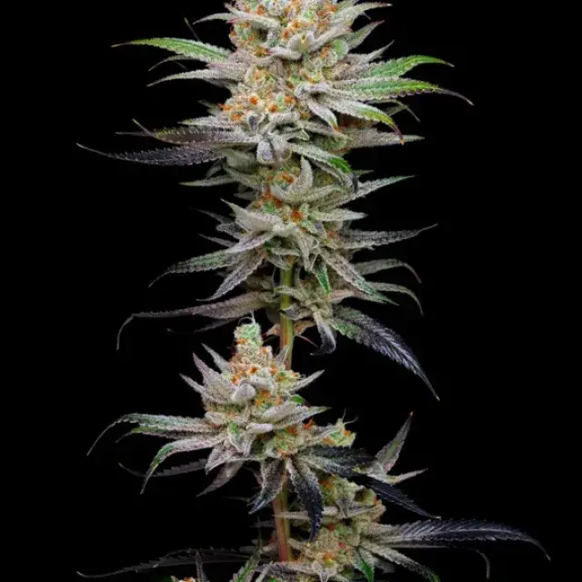 Lime Spritzer Auto Feminised Cannabis Seeds - Mavericks Seeds.