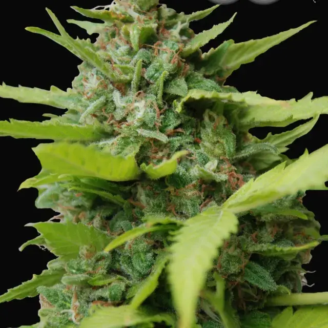 Kiss Dragon Feminised Cannabis Seeds