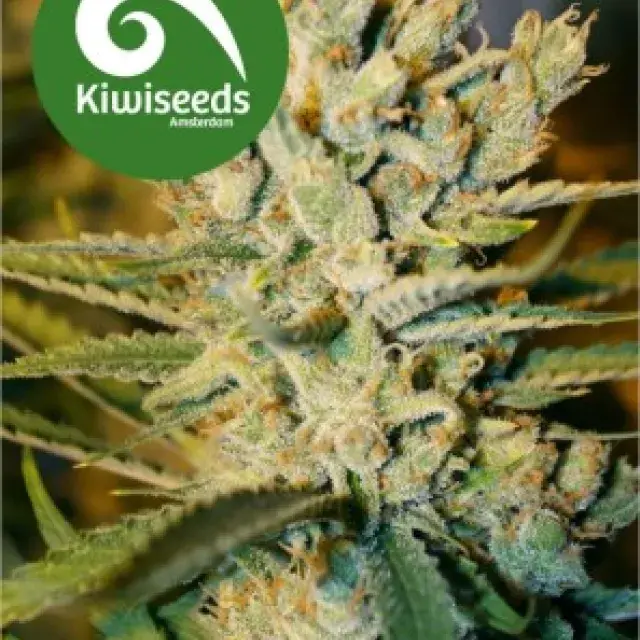 Alegria Regular Cannabis Seeds