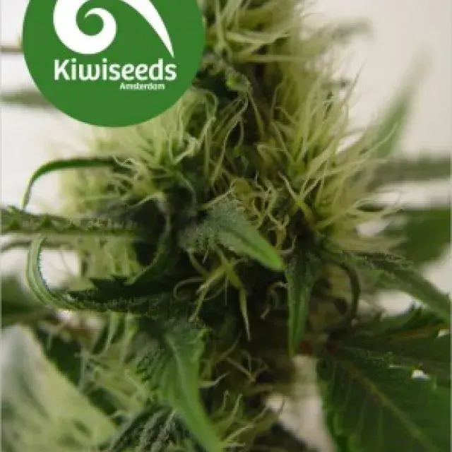 Daddy's Girl Feminised Cannabis Seeds