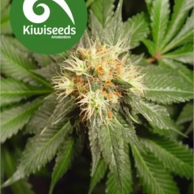 Hindu Kush Feminised Cannabis Seeds