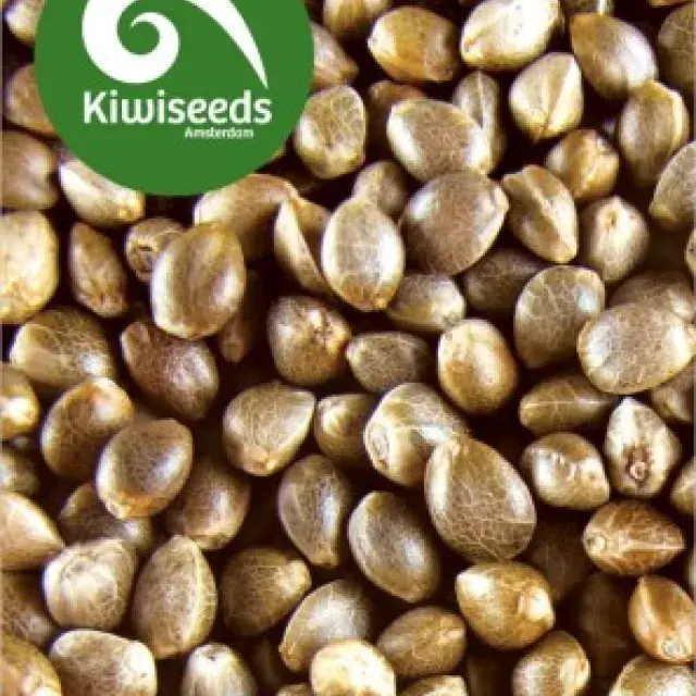 Indoor Mix Feminised Cannabis Seeds