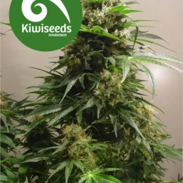 Kiwiskunk Feminised Cannabis Seeds