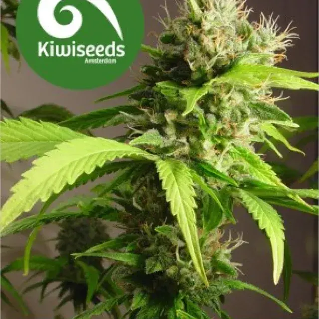 Mako Haze Feminised Cannabis Seeds