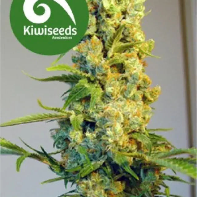 Milky Way Feminised Cannabis Seeds