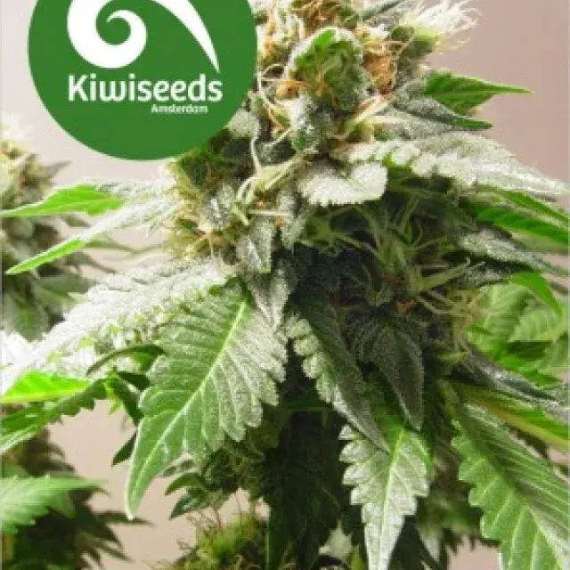 Mt Cook Feminised Cannabis Seeds