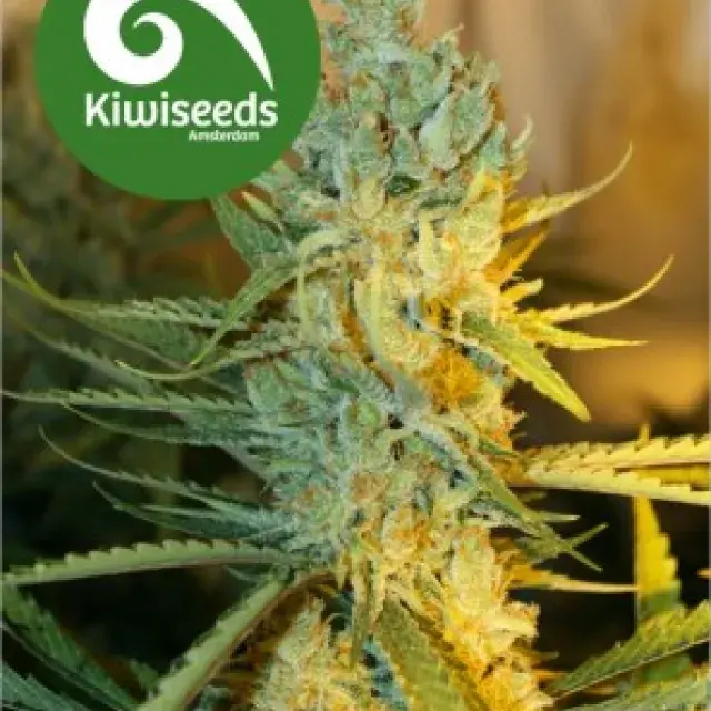 Ray's Choice Feminised Cannabis Seeds