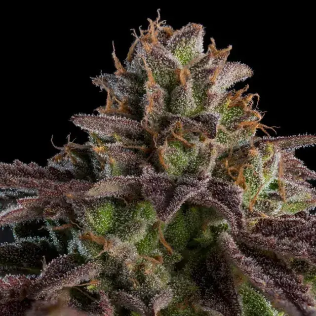 Auto K-Mintz Feminised Cannabis Seeds | Ripper Seeds