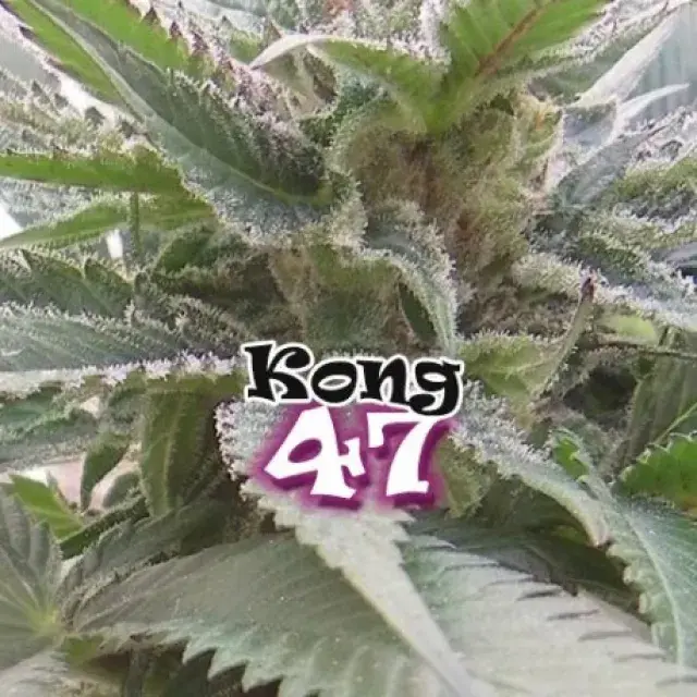  Kong 47 Feminised Cannabis Seeds | Dr Underground