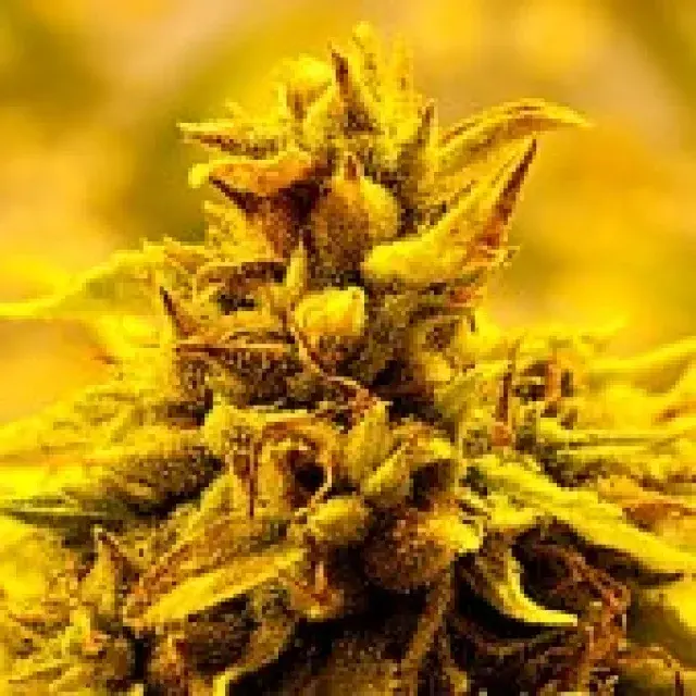 Kopasetic Kush Feminised Cannabis Seeds | Delta 9 Labs