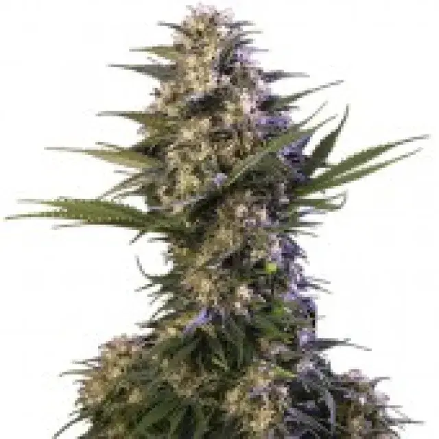 Kraken Feminised Cannabis Seeds | Buddha Seeds