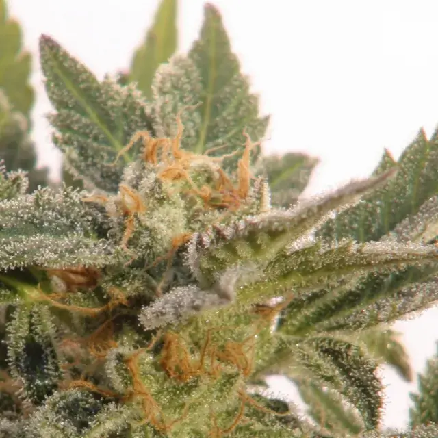 Kritic Auto Feminised Cannabis Seeds