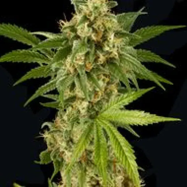 Kush 'N' Cheese Feminised Cannabis Seeds | Dinafem Seeds