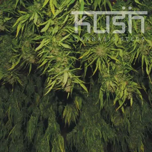 Afghani Kush Feminised Cannabis Seeds | Kush Seeds