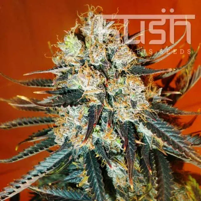Auto Kush Feminised Cannabis Seeds | Kush Seeds