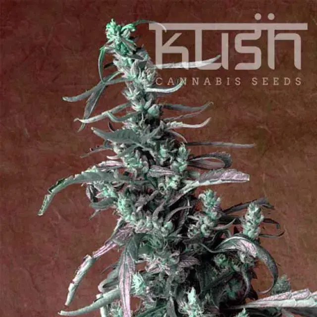 Haze Kush Feminised Cannabis Seeds | Kush Seeds