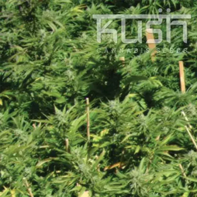 Lemon Kush Feminised Cannabis Seeds | Kush Seeds
