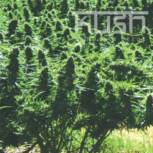 Sweet Kush Feminised Cannabis Seeds | Kush Seeds