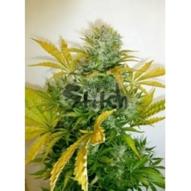 Kush Van Stitch Feminised Cannabis Seeds