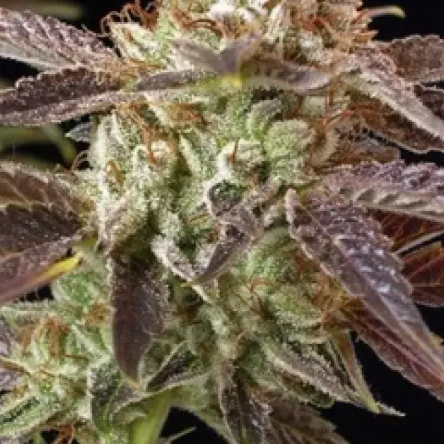 BC Kush Feminised Cannabis Seeds | BC Bud Depot