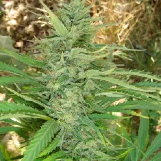 Kushadelic Feminised Cannabis Seeds | Soma Seeds