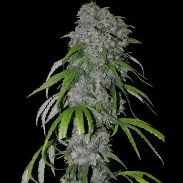 Neville's Haze Auto Feminised Cannabis Seeds | Spliff Seeds.