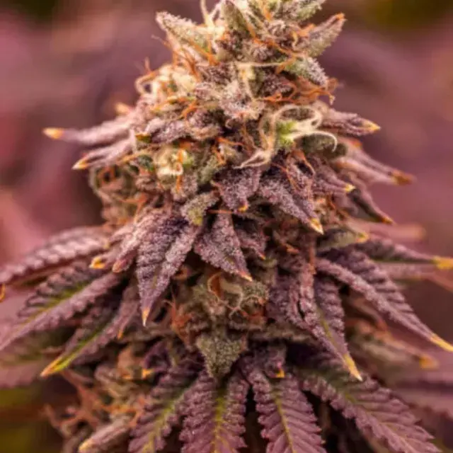 5star Berry Moonrocks XL Feminised Cannabis Seeds - Power Strains.