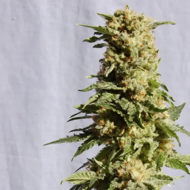 a Blanca Feminised Cannabis Seeds