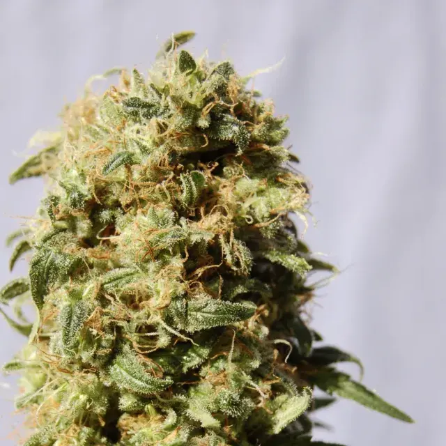 Kaboom (AKA La Reina De Africa) Feminised Cannabis Seeds | Kannabia