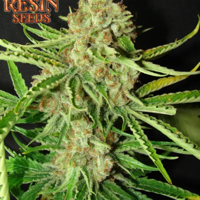 LA Ultra Feminised Cannabis Seeds | Resin Seeds