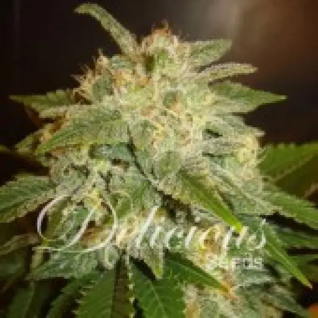 La Bella Afrodite Auto Feminised Cannabis Seeds | Delicious Seeds