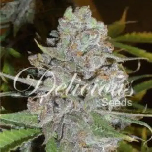 La Diva Auto Feminised Cannabis Seeds | Delicious Seeds