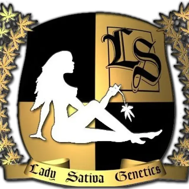 Ultra Glue Regular Cannabis Seeds | Lady Sativa Genetics