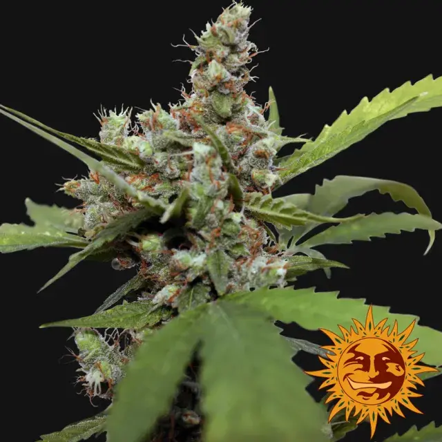 Cheese Feminised Cannabis Seeds | Barney's Farm 