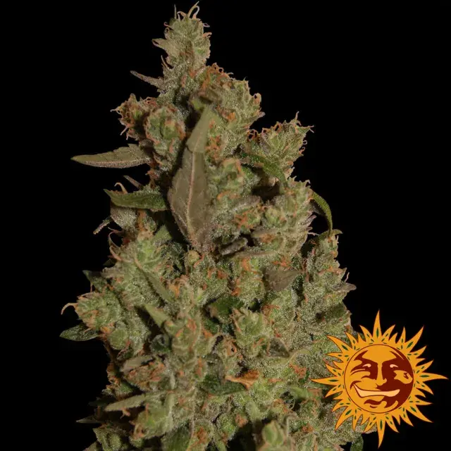 CBD Critical Cure Feminised Cannabis Seeds | Barney's Farm 