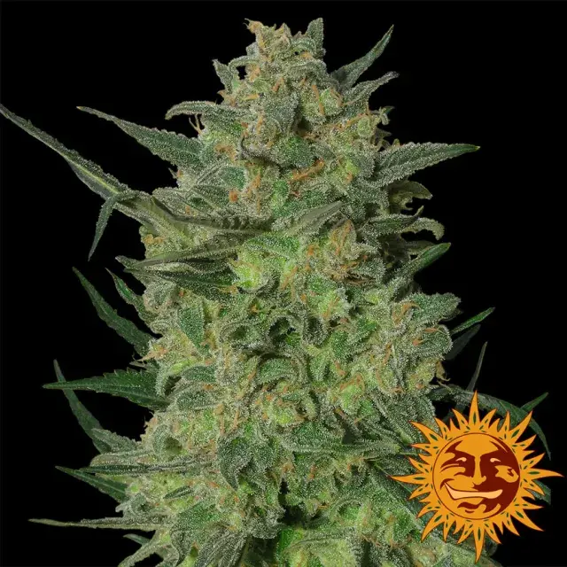 LSD Feminised Cannabis Seeds | Barney's Farm 
