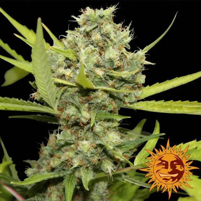 Pineapple Chunk Feminised Cannabis Seeds | Barney's Farm 
