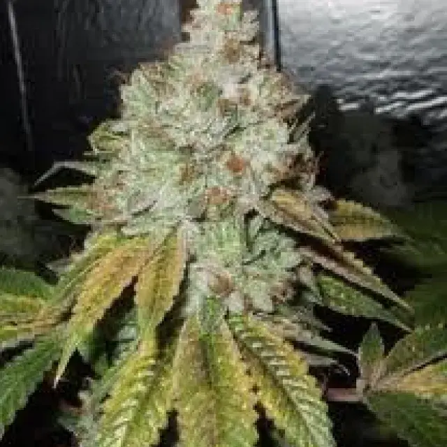 Larry OG Kush Feminised Seeds | Cali Connection