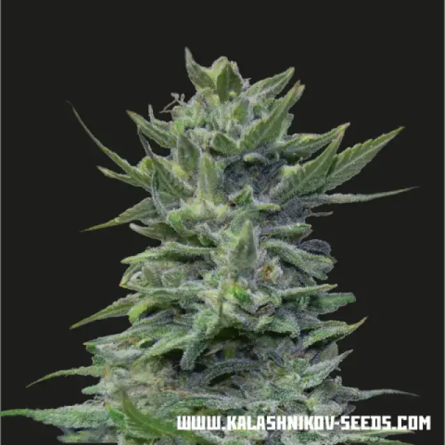 Lavanda Cream Feminised Cannabis Seeds | Kalashnikov Seeds