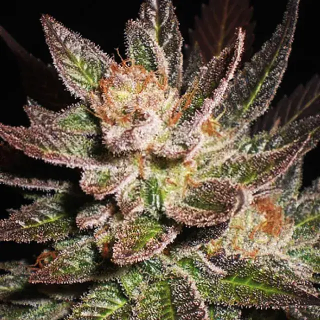 Lavender Feminised Cannabis Seeds | Expert Seeds