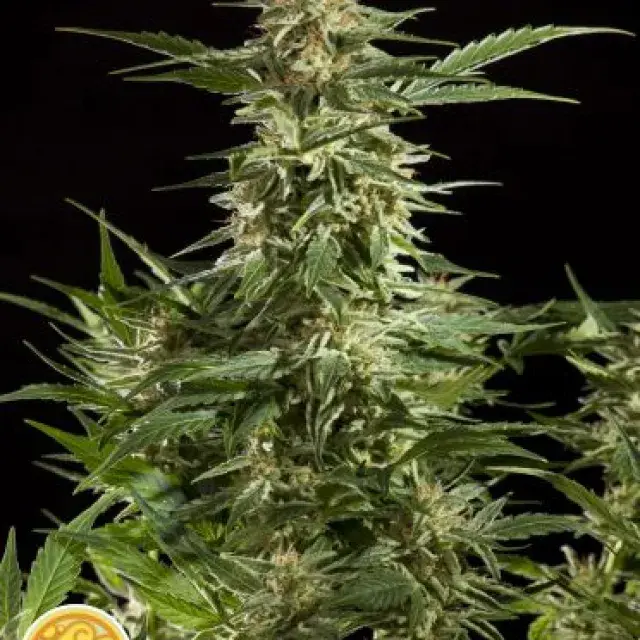Lemon Auto CBD Feminised Cannabis Seeds | Philosopher Seeds