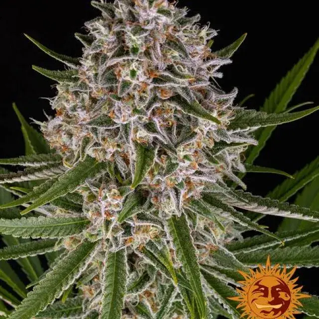 Lemon Haze Auto Feminised Cannabis Seeds | Barney's Farm.