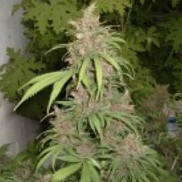 Lemon Nigerian Regular Cannabis Seeds | Apothecary Genetics Seeds