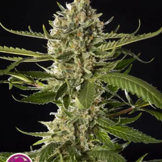 Lemon OG Candy Feminised Cannabis Seeds | Philosopher Seeds