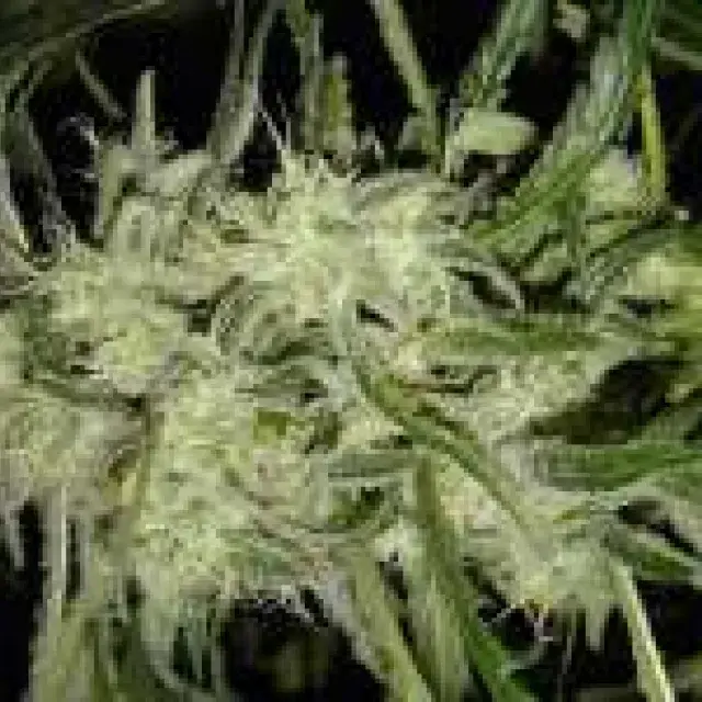  Lemon OG Haze Auto Feminised Cannabis Seeds | Nirvana