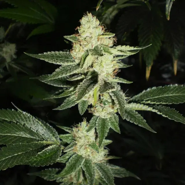 Louis XIII OG Feminised Seeds | Cali Connection
